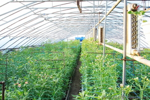 Опт альстромерии #620243