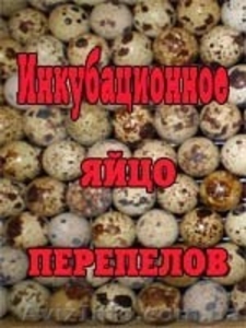 Инкубационное яйцо перепелов японских #613241