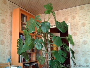 монстера  большая #611590