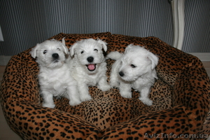 Продам щенка вест хайленд вайт терьера #617114