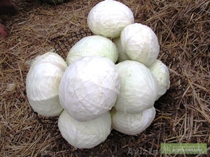 Продам капусту. сорт Агрессор #610261