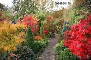 Ландшафтный дизайн и озеленение территории #631464