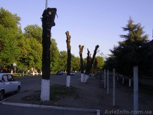 Кронирование деревьев. #620864