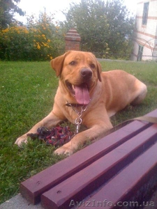 Кобель лабрадора для вязки #636547