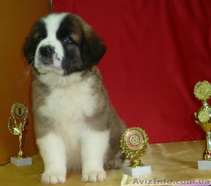 Щенки московской сторожевой уже в продаже #634423