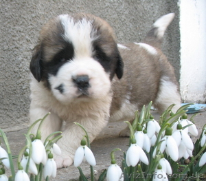 Щенки московской сторожевой. Отличная собака. #624549