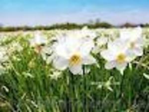 туры Закарпатье майские праздники,  Долина нарциссов тур #606850