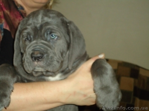 щенки мастино-неаполетано #620995