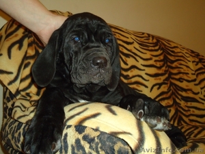 неаполетанский мастиф #623021