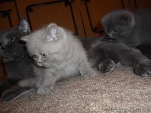 Продажа  Шотландские вислоухие и прямоухие котята. #638969
