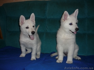 Породистые щенки белой швейцарской овчарки #594610
