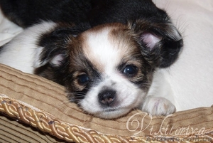 Щенки чихуахуа,  документы  КСУ #623901