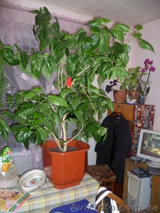 днепропетровск тел.0973966835 #612229