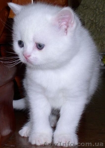 Шотландские вислоухие и страйт котята. #417370