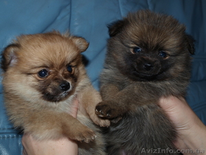 немецкий шпиц продаются щенки #609959