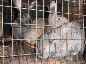 Кролики сландеры ,  великаны! #615257