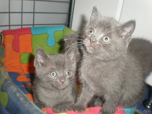 Очаровательные котята от вислоухой кошки пепельного цвета!!! #627967
