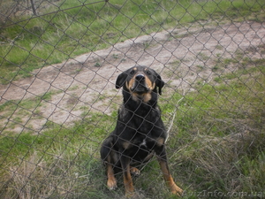 Нашлась собака! #633850