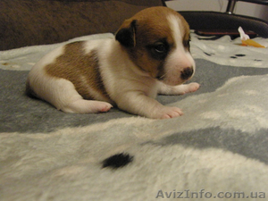 ПОРОДИСТЫЕ щенки Джек Рассел терьера #637179