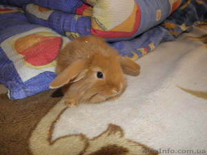 Декоративные кролики,  клетки. корма доставка #628304