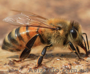 Продам пчелиные семьи. Цена одной семьи 1000 гр. #641993