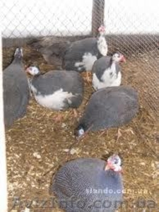 ооо               тск #625285