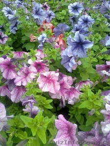 Цветочная рассада #632192