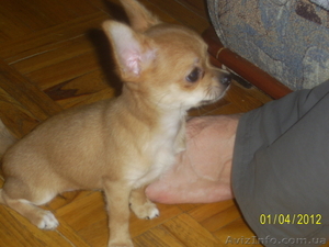 продаютсященки чихуахуа #613447