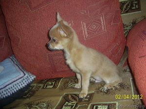 продам щенки чихуахуа #613455