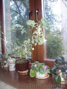 подоконники из натурального дерева #609938