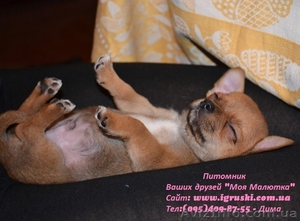 Элитные щеночки чихуахуа питомника вашых друзей Моя Малютка #611912