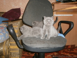  Плюшевые голубые британци   #632446