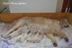 Продам щенков Голден Ретривера от Чемпионов #636664