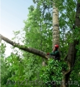 Спил деревьев Киев. Удаление деревьев Киев. Дробление веток. #609927