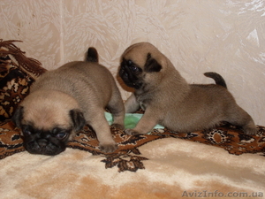 Продам щенков мопса с документами КСУ #604951