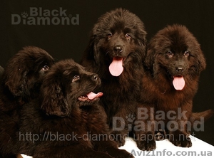 2 девочки щенки ньюфаундленда #605625