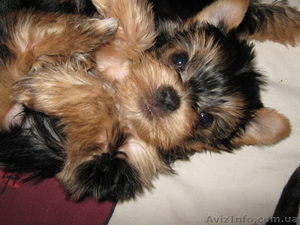 милые щенки йорки #620970