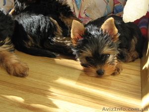  малыши в вашем доме -йорки #623004