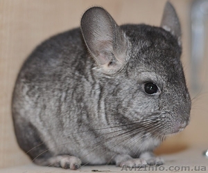 Продам шиншиллку #610017