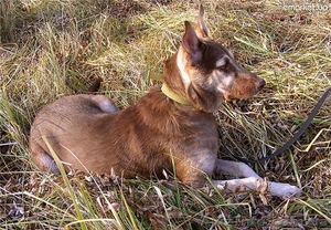 Достойная охранница для ваше семьи #614215