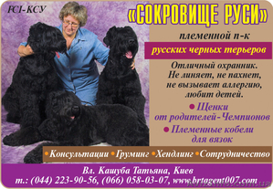 породные подрощенные щенки черного терьера от родителей чемпионов #638288