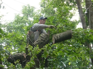 Удаление деревьев Киевронирование,  обрезка деревьев.. К #609930