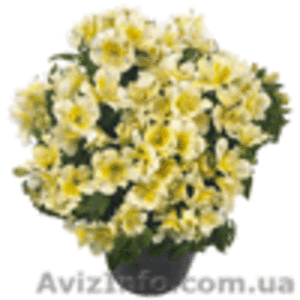 Альстромерия низкорослая #610489