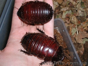 таракан-носорог (Macropanesthia rhinoceros) #617392