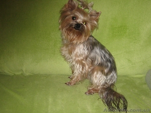 чудесные щенки йорки #620921