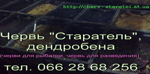 черви Старатель (маточное поголовье) #619151