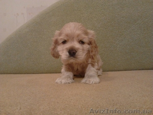 Продаётся щенок американского спаниеля #620598