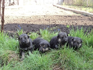 очаровательные щенки немецкой овчарки Кривой рог  #632822