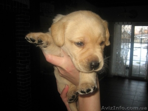 Щенки Лабрадора Продам срочно  #620768