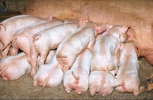 Продам поросят недорого. #653166